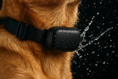RoverPort™ 4G Pet GPS Collar – Real-Time Tracking & Safety Anywhere